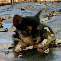 Gucci, a female Yorkshire Terrier for sale in Troy, NC – 3 of 8