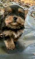 Prada, a female Yorkshire Terrier for sale in Troy, NC – 2 of 9