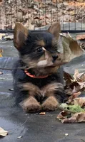 Gucci, a female Yorkshire Terrier for sale in Troy, NC – 2 of 8