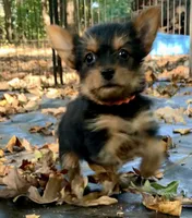 Gucci, a female Yorkshire Terrier for sale in Troy, NC – 5 of 8
