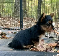 Versace , a female Yorkshire Terrier for sale in Troy, NC – 3 of 7