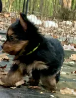 Prada, a female Yorkshire Terrier for sale in Troy, NC – 3 of 9