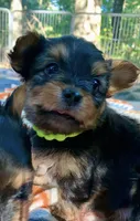 Prada, a female Yorkshire Terrier for sale in Troy, NC – 7 of 9