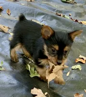 Gucci, a female Yorkshire Terrier for sale in Troy, NC – 6 of 8