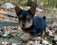 Versace , a female Yorkshire Terrier for sale in Troy, NC – 4 of 7