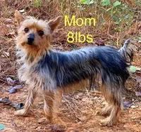 Lexus, a female Yorkshire Terrier for sale in Troy, NC – Photo 9 of 9