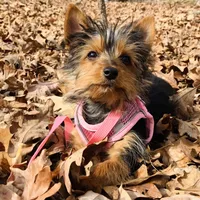 Lexus, a female Yorkshire Terrier for sale in Troy, NC – Photo 6 of 10