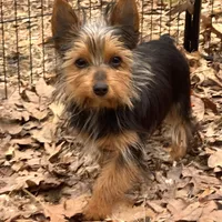 Lexus, a female Yorkshire Terrier for sale in Troy, NC – Photo 1 of 10
