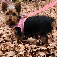 Lexus, a female Yorkshire Terrier for sale in Troy, NC – Photo 5 of 10