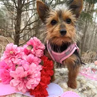 Lexus, a female Yorkshire Terrier for sale in Troy, NC – Photo 4 of 10