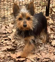 Lexus, a female Yorkshire Terrier for sale in Troy, NC – Photo 3 of 9