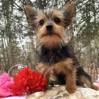 Lexus, a female Yorkshire Terrier for sale in Troy, NC – Photo 3 of 10