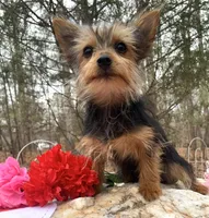Lexus, a female Yorkshire Terrier for sale in Troy, NC – Photo 2 of 9