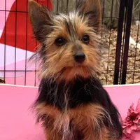 Lexus, a female Yorkshire Terrier for sale in Troy, NC – Photo 2 of 10
