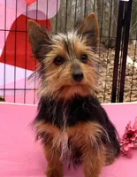 Lexus, a female Yorkshire Terrier for sale in Troy, NC – Photo 1 of 9