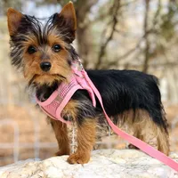 Lexus, a female Yorkshire Terrier for sale in Troy, NC – Photo 7 of 10
