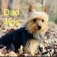 Lexus, a female Yorkshire Terrier for sale in Troy, NC – Photo 9 of 10