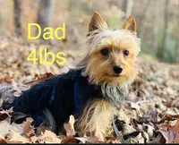 Lexus, a female Yorkshire Terrier for sale in Troy, NC – Photo 8 of 9