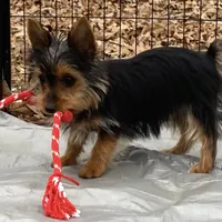 Lexus, a female Yorkshire Terrier for sale in Troy, NC – Photo 8 of 10