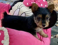 Versace , a female Yorkshire Terrier for sale in Troy, NC – 2 of 7