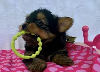 Prada, a female Yorkshire Terrier for sale in Troy, NC – 6 of 9