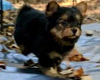 Prada, a female Yorkshire Terrier for sale in Troy, NC – 5 of 9