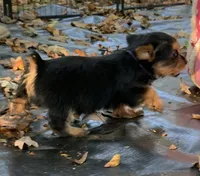 Versace , a female Yorkshire Terrier for sale in Troy, NC – 5 of 7