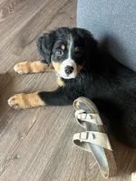 Cabbage , a male Bernese Mountain Dog for sale in Orlando, FL – 1 of 2