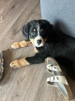 Cabbage , a male Bernese Mountain Dog for sale in Orlando, FL – 2 of 2