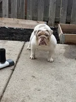 Winnie , a female English Bulldog for sale in Indianapolis, IN – Photo 5 of 6