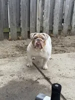 Winnie , a female English Bulldog for sale in Indianapolis, IN – Photo 4 of 6