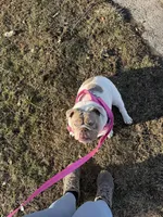 Winnie , a female English Bulldog for sale in Indianapolis, IN – Photo 6 of 6