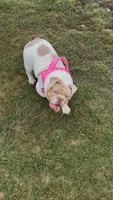 Winnie , a female English Bulldog for sale in Indianapolis, IN – Photo 2 of 6