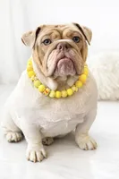 Winnie , a female English Bulldog for sale in Indianapolis, IN – Photo 1 of 6