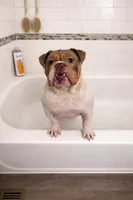 Winnie , a female English Bulldog for sale in Indianapolis, IN – Photo 3 of 6