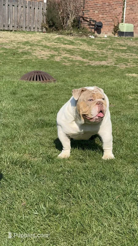 Winnie  – English Bulldog puppy for sale in Indianapolis, IN