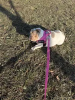 Winnie , a  English Bulldog for sale in Indianapolis, IN – Photo 3 of 4