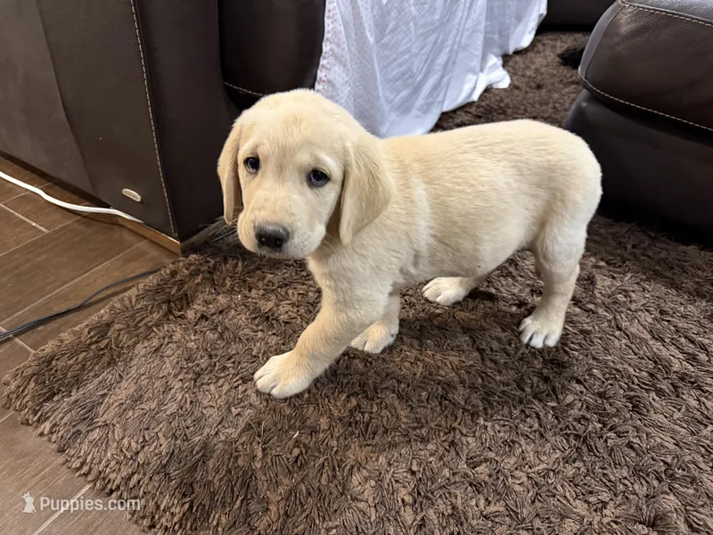Bow – Labrador Retriever puppy for sale in Waddell, AZ