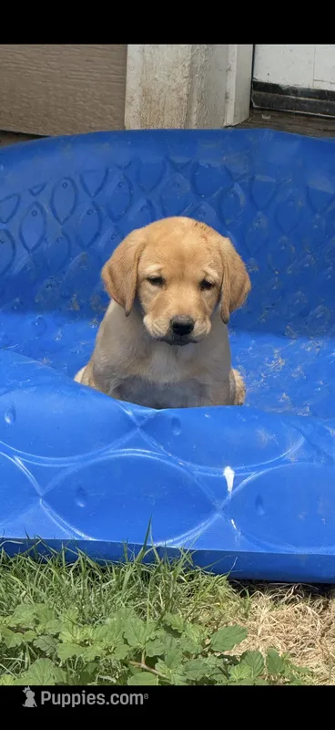 Sunny – Labrador Retriever puppy for sale in Waddell, AZ