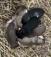 processed/d728084e-47f0-4093-95f9-de52029cd77e/facility/67f93062-aeb4-4054-b0d1-6484e267acda