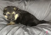 Penny, a female German Shepherd Dog for sale in Sarcoxie, MO – Photo 2 of 10