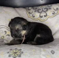 Penny, a female German Shepherd Dog for sale in Sarcoxie, MO – Photo 3 of 10