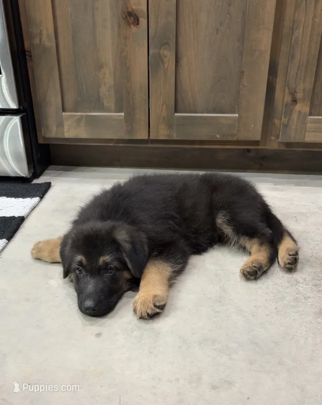Griffin – German Shepherd Dog puppy for sale in Sarcoxie, MO
