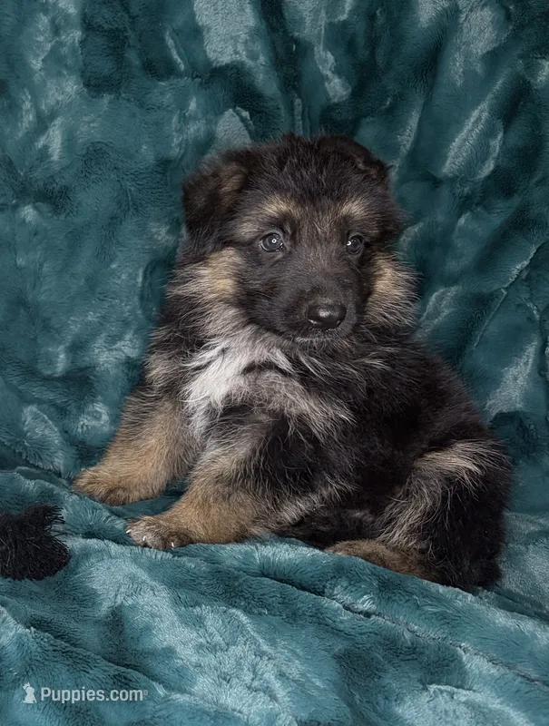 Haden – German Shepherd Dog puppy for sale in Sarcoxie, MO