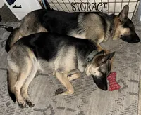 Haden, a female German Shepherd Dog for sale in Sarcoxie, MO – 3 of 8