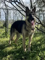 Ginny, a female German Shepherd Dog for sale in Sarcoxie, MO – 7 of 8
