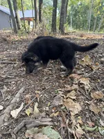 Joker, a male German Shepherd Dog for sale in Sarcoxie, MO – 2 of 10