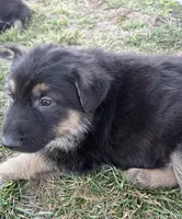 Wilber, a male German Shepherd Dog for sale in Sarcoxie, MO – Photo 1 of 10