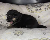 Wilber, a male German Shepherd Dog for sale in Sarcoxie, MO – Photo 3 of 10