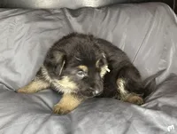 Wilber, a male German Shepherd Dog for sale in Sarcoxie, MO – Photo 2 of 10